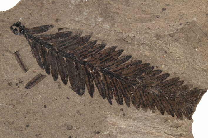 Fossil Leaf (Metasequoia sp) - McAbee, BC #237709